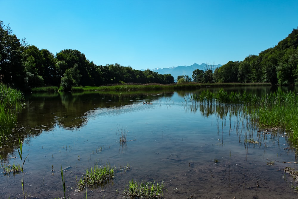 green trees beside river under blue sky during daytime