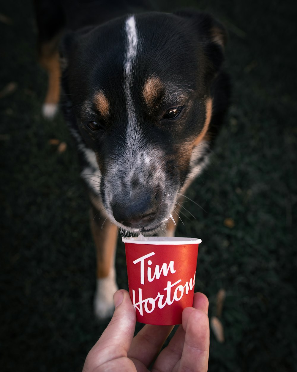 person holding red and white labeled cup