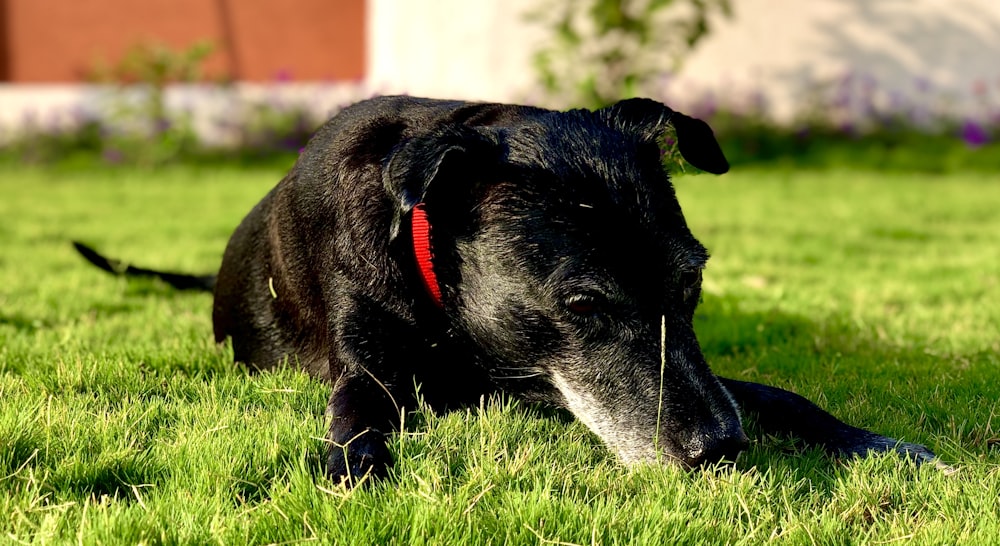 cão médio preto de pelagem curta na grama verde durante o dia
