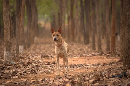 brown and white short coated dog on brown dried leaves during daytime in Hyderabad India