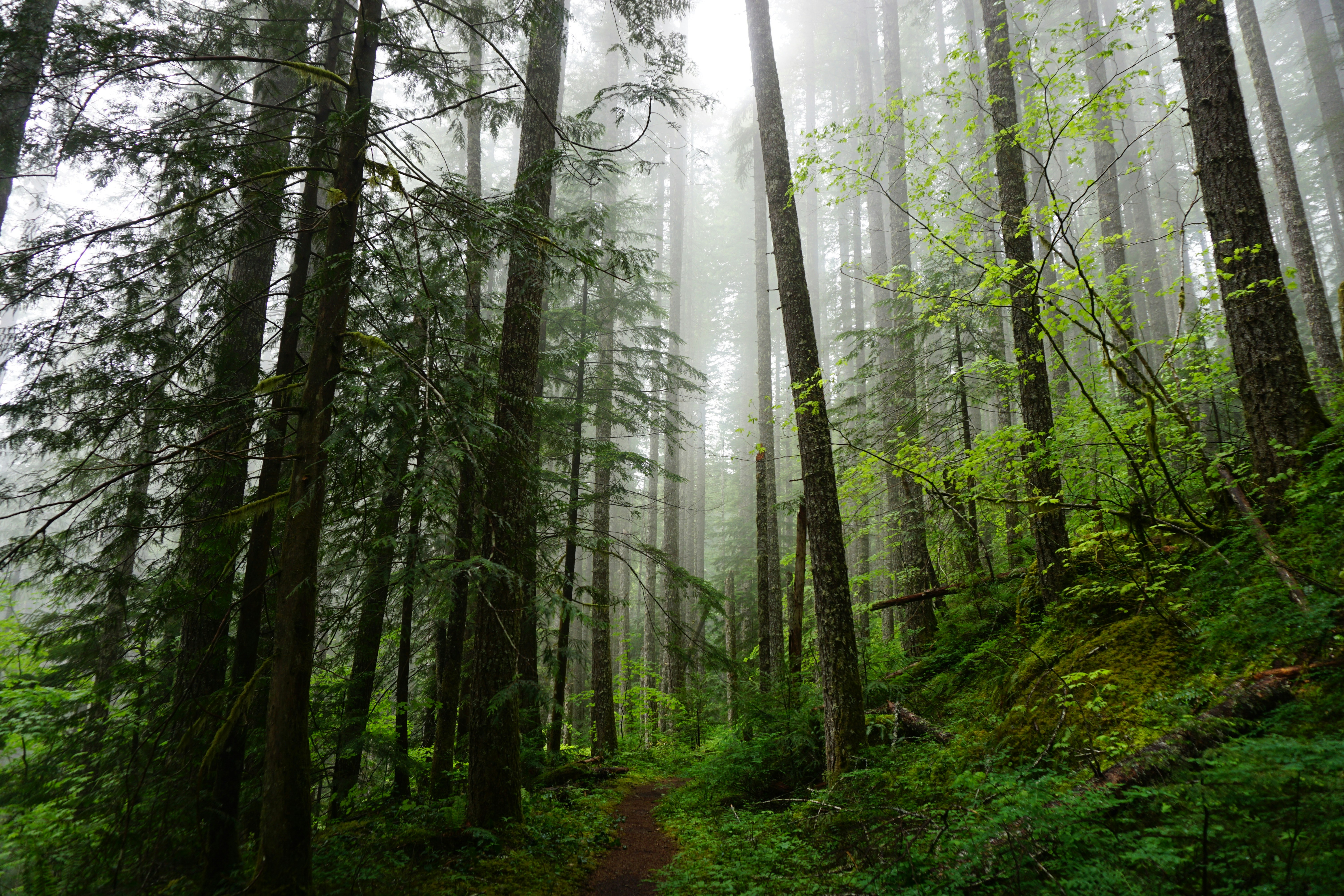 green trees in forest during daytime