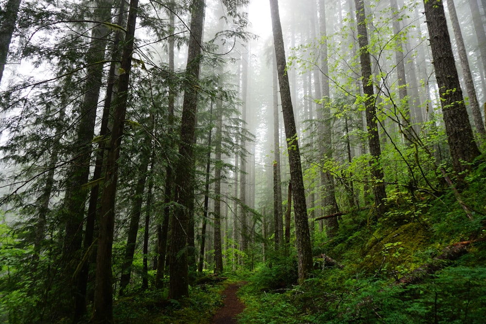 green trees in forest during daytime