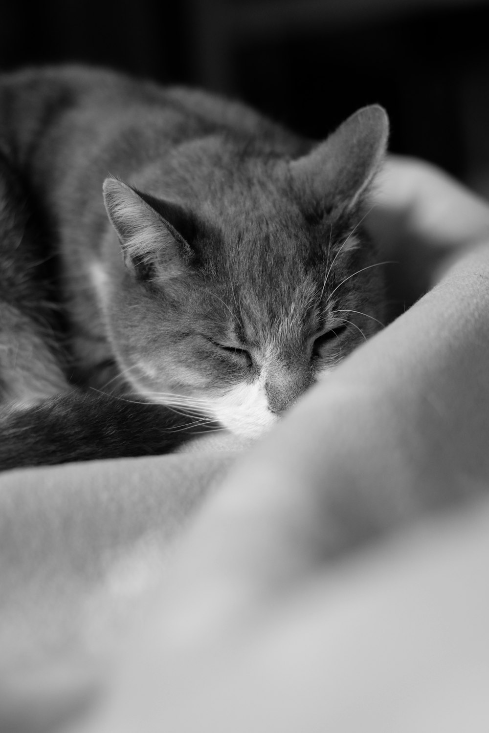 grayscale photo of tabby cat lying on textile