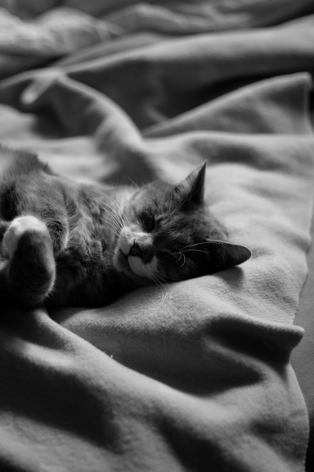 gray scale photo of cat lying on bed