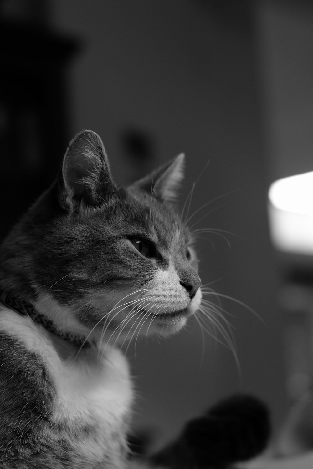 Foto en escala de grises de un gato atigrado