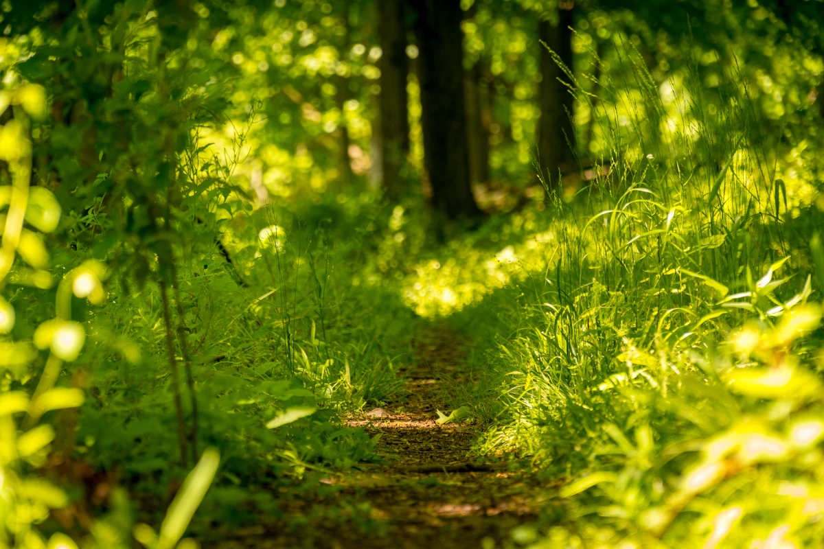 Placeholder photo of a sunlit forest trail