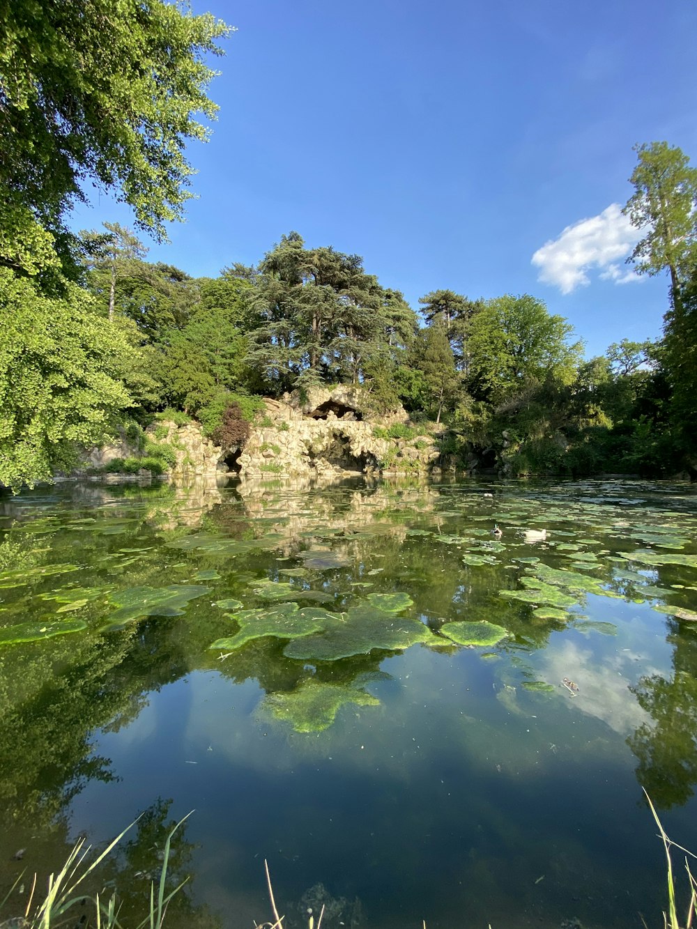 green trees beside river under blue sky during daytime