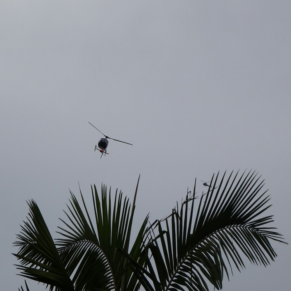 black bird flying over green palm tree during daytime