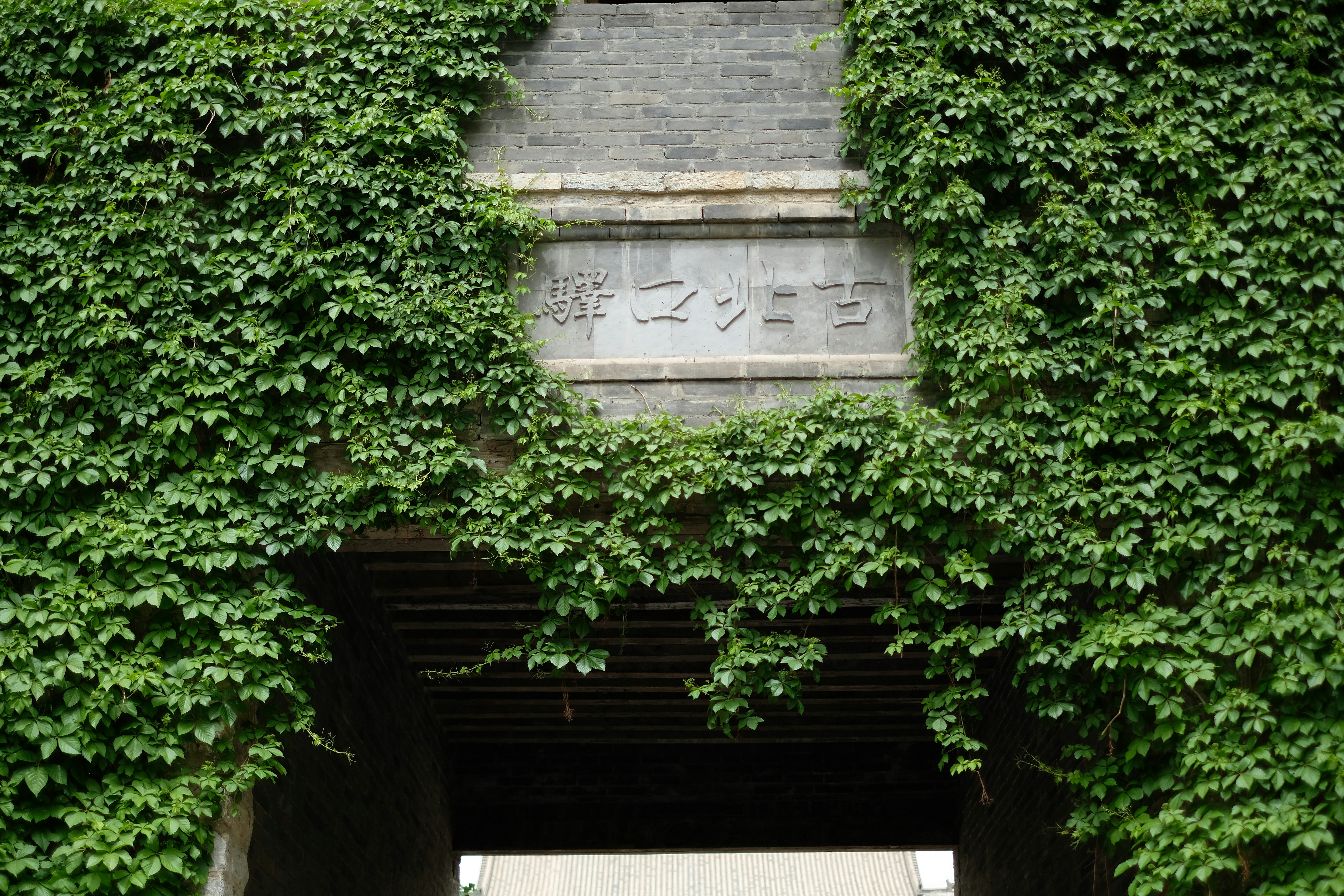시서스 디스컬러 - gray concrete wall with green vines