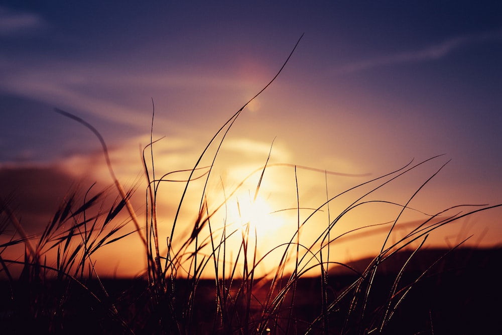 silhouette of grass during sunset