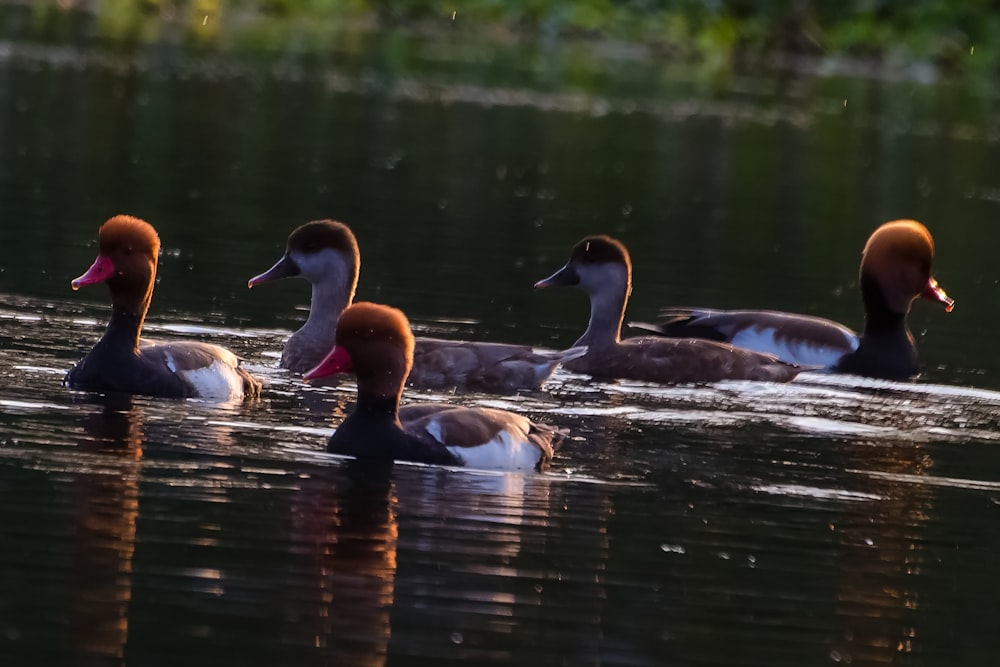 2 brown and white duck on water