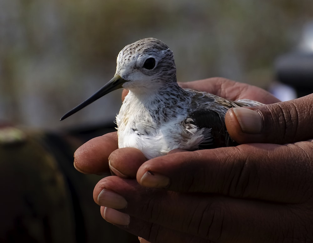 uccello bianco e nero sulla mano delle persone