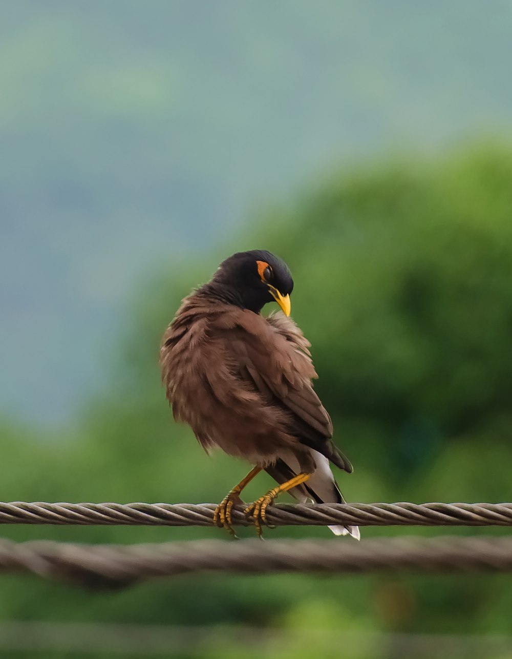 brown and black bird on brown rope