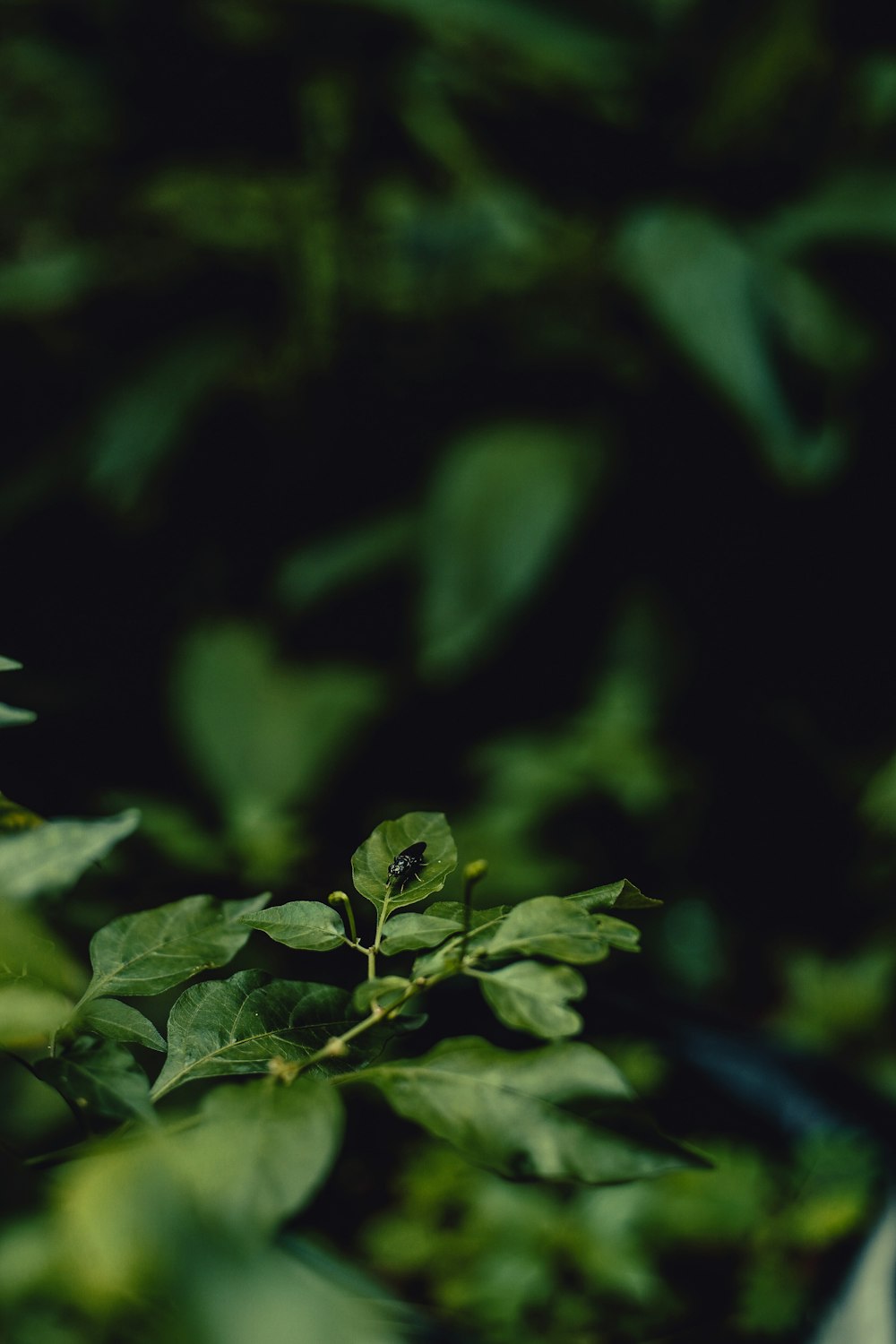 green leaves in tilt shift lens