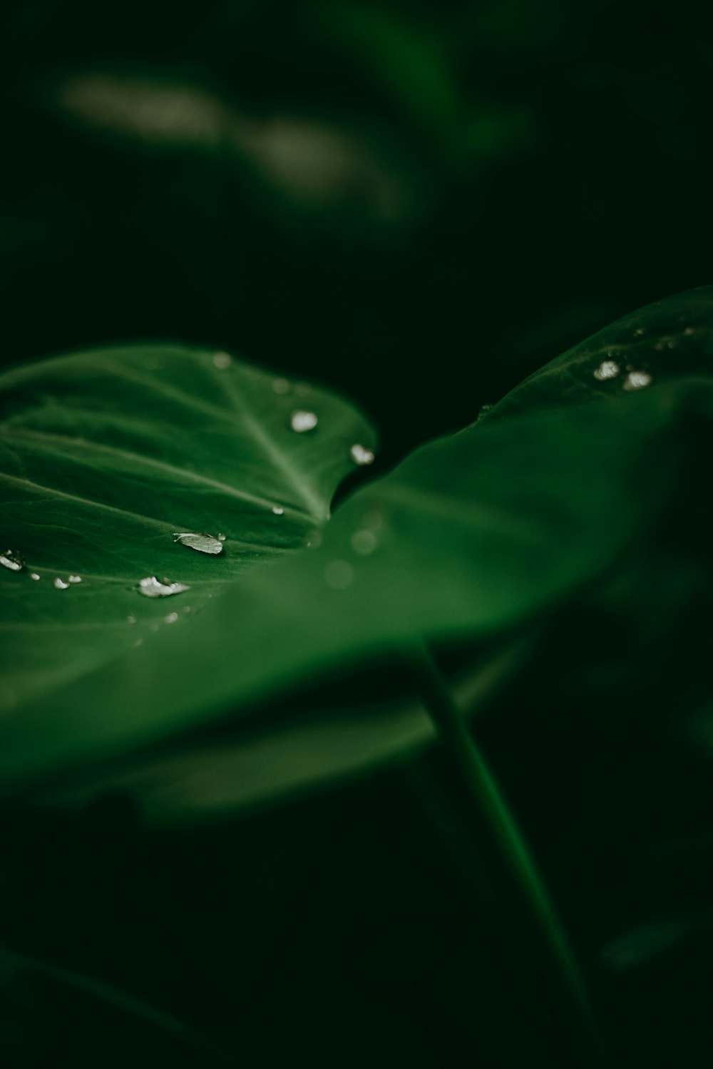 water droplets on green leaf