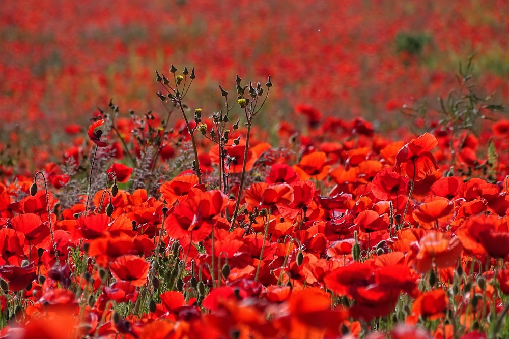 red flowers on field during daytime