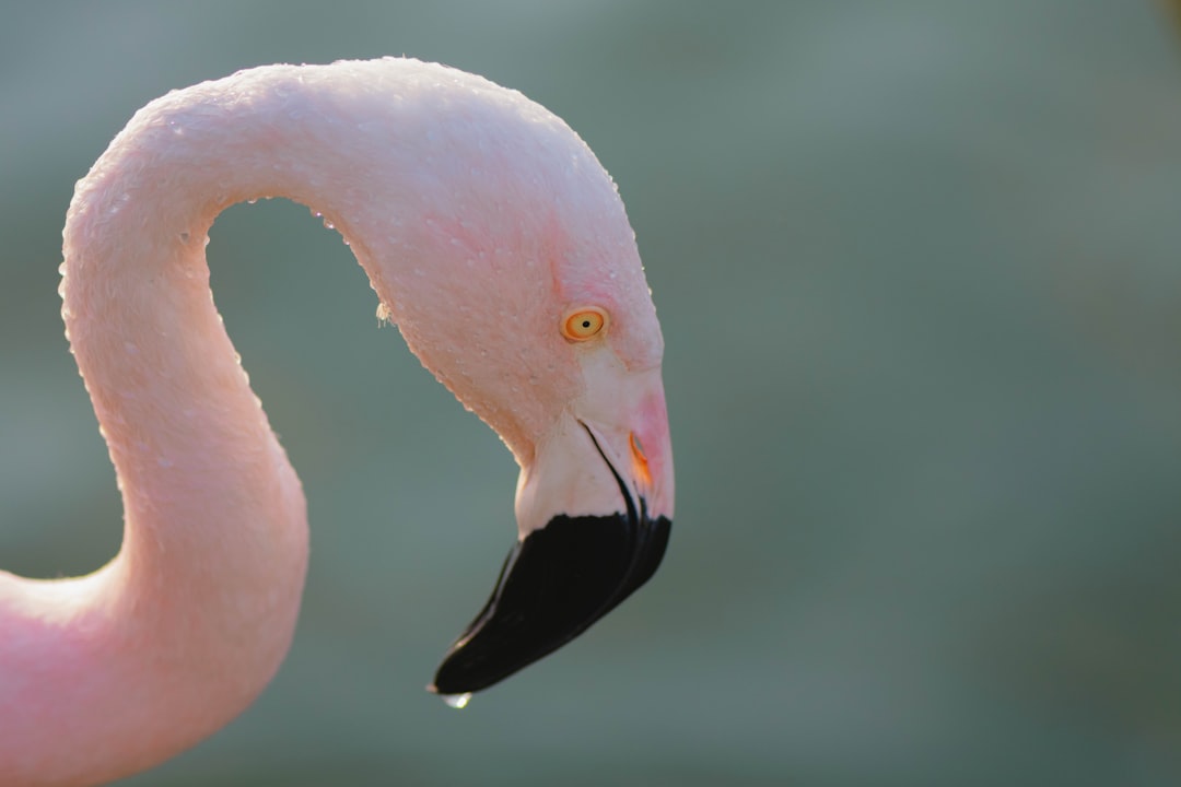 pink flamingo in close up photography