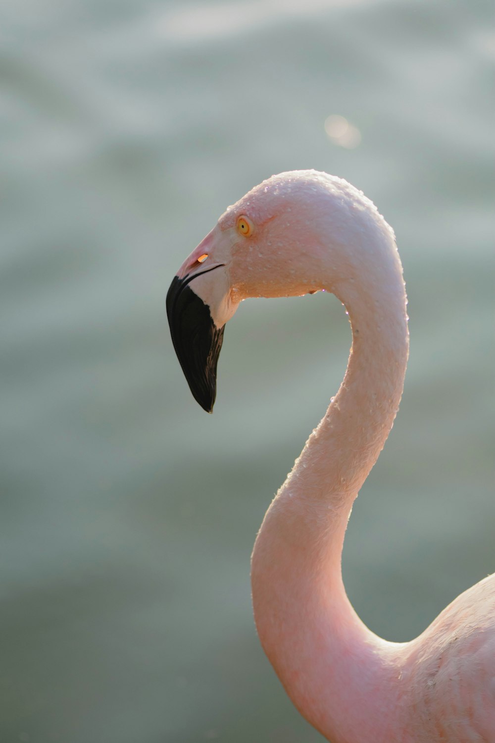 pink flamingo in water during daytime