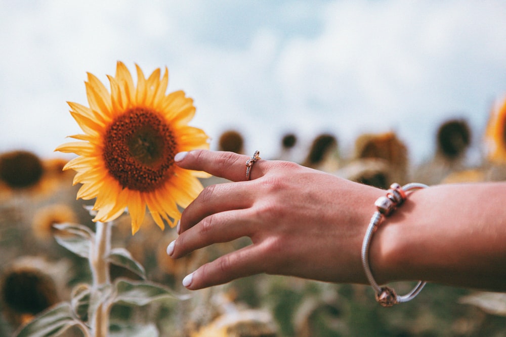 Person, die tagsüber Sonnenblumen hält