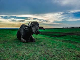 A farmer gently milking a healthy buffalo under a bright morning sky.