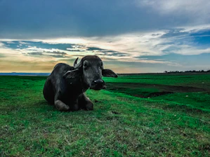 A smiling farmer gently holding a buffalo in a lush green pasture at sunrise.
