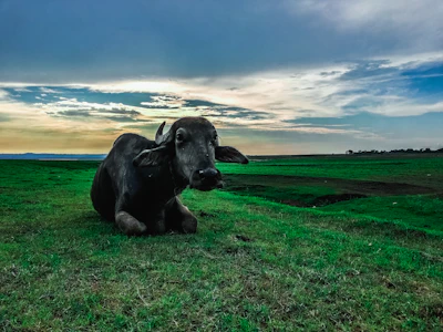 A farmer gently milking a healthy buffalo under a bright morning sky.