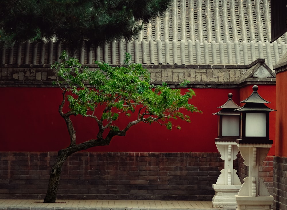 green tree near white concrete building