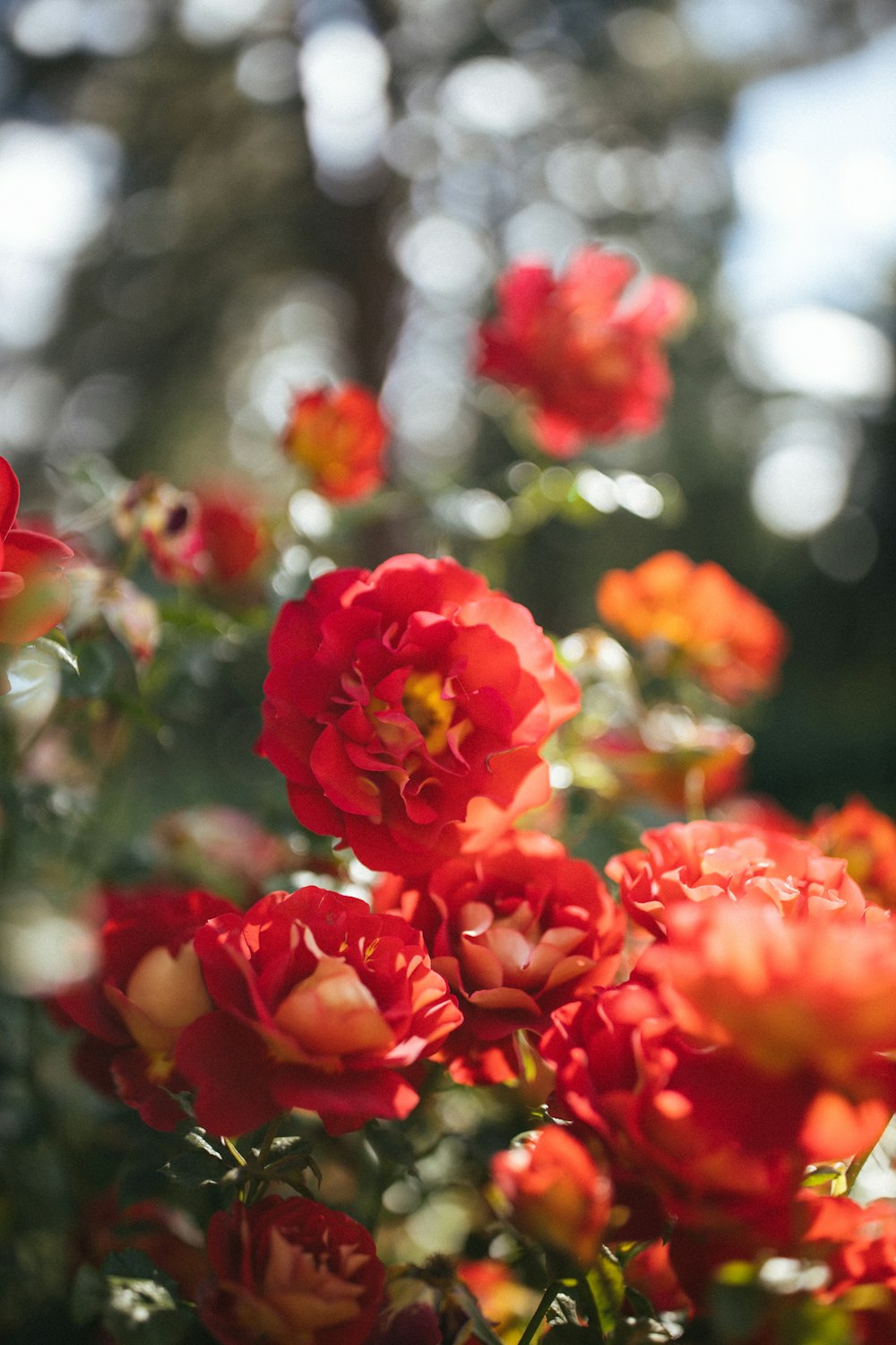 red flowers in tilt shift lens