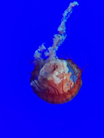 A vibrant jellyfish floating gracefully against a deep blue background. The jellyfish has a translucent, orange dome with intricate, trailing tentacles that appear delicate and wispy. It is illuminated in a way that highlights the textures and forms within its body.