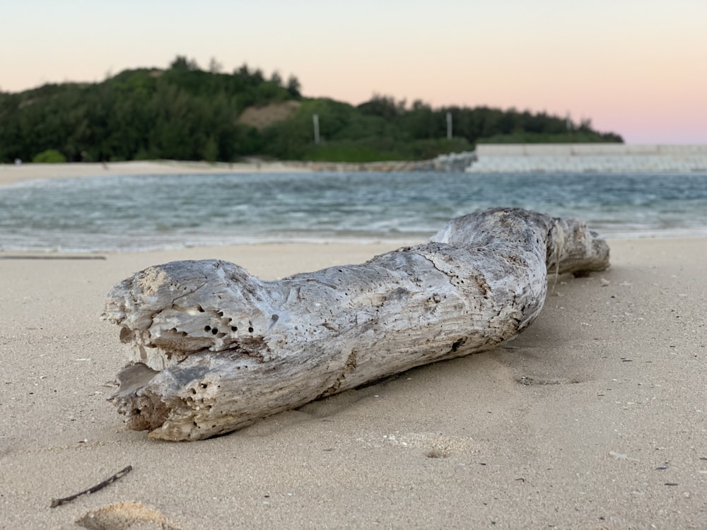 white and black wood log on white sand beach during daytime