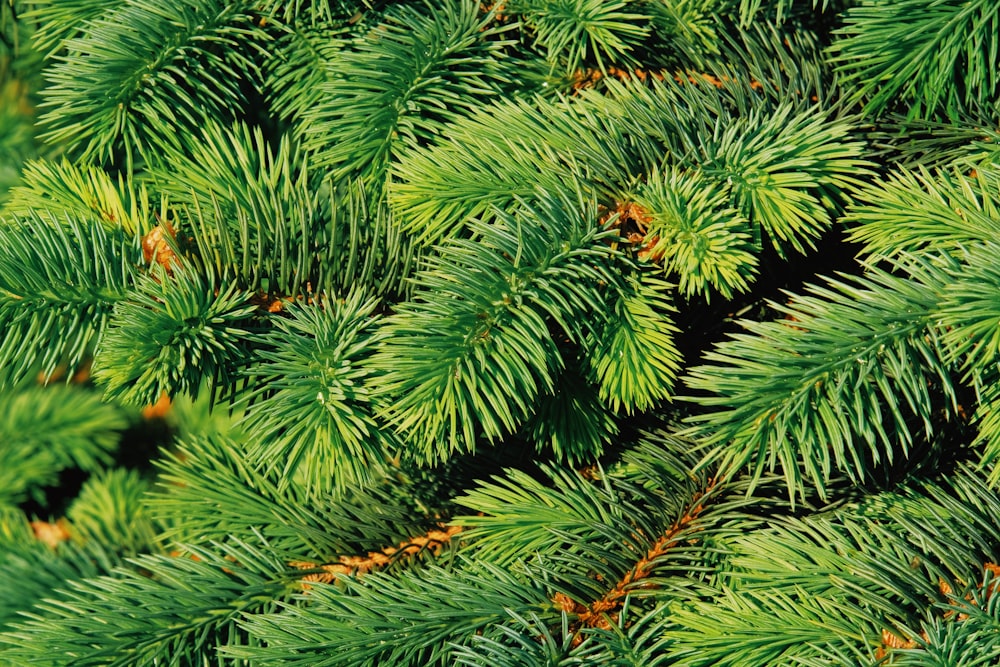 green pine tree leaves during daytime