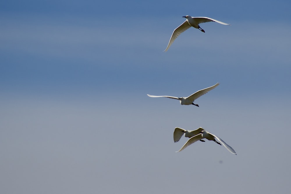 3 white birds flying under blue sky during daytime