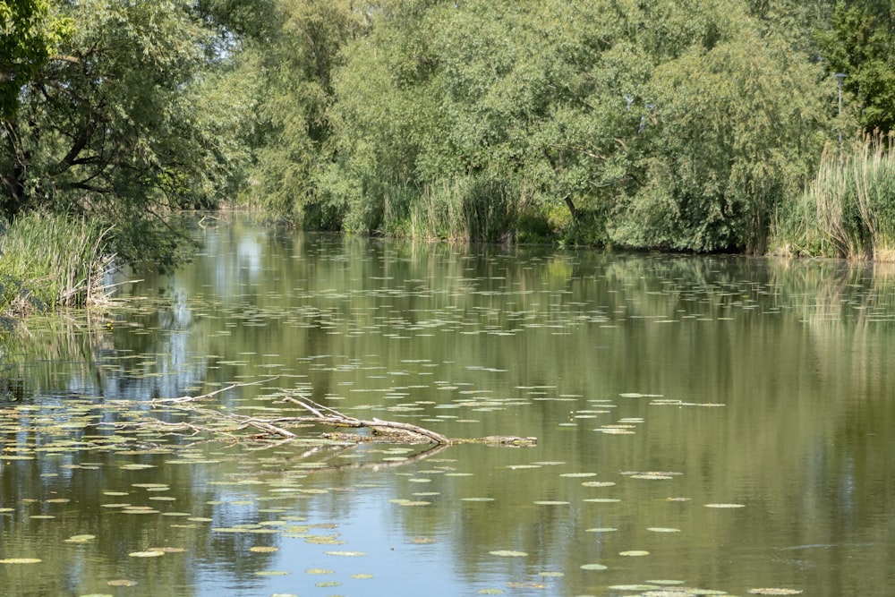 green trees beside river during daytime