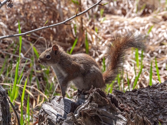 brown squirrel on brown tree branch during daytime in Fish Creek Canada