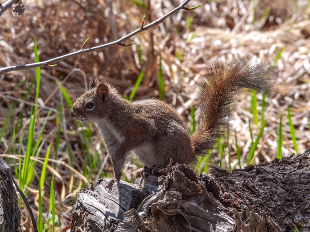 brown squirrel on brown tree branch during daytime