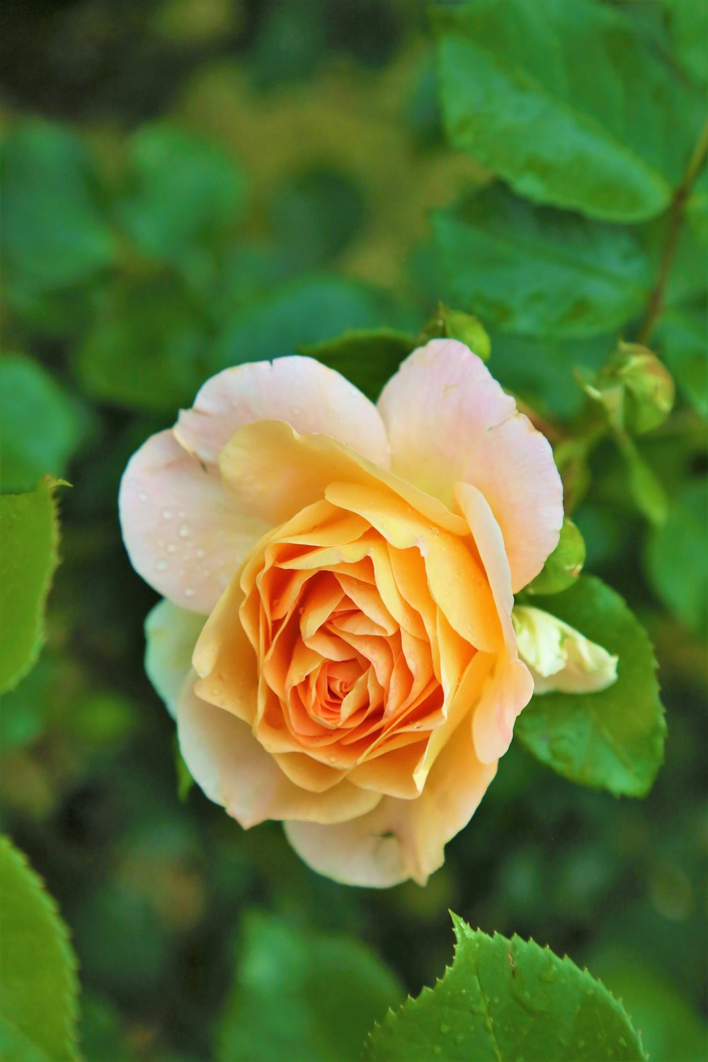 yellow rose in bloom during daytime