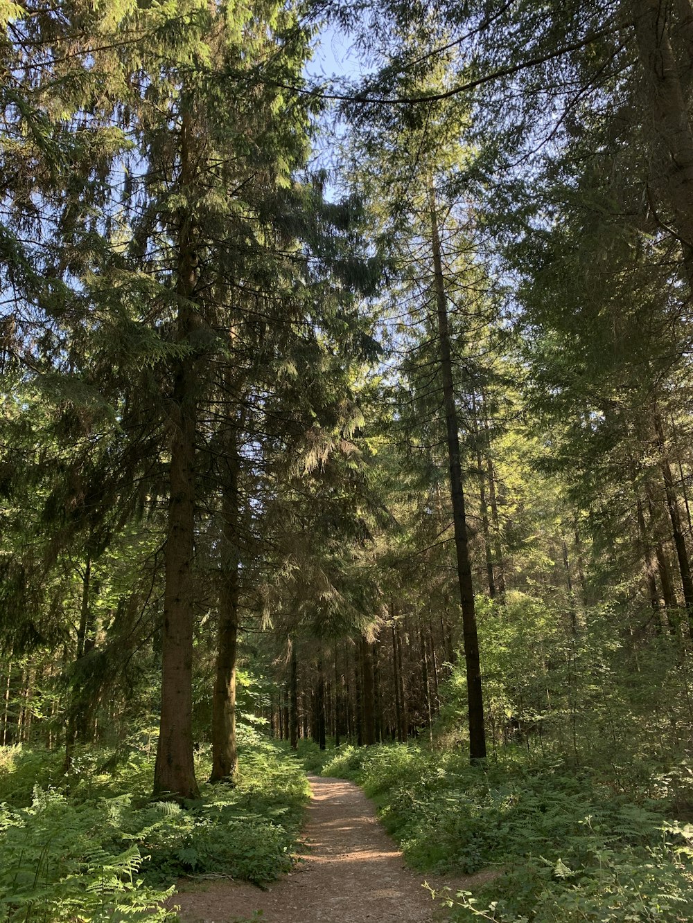 alberi verdi su campo di erba verde durante il giorno