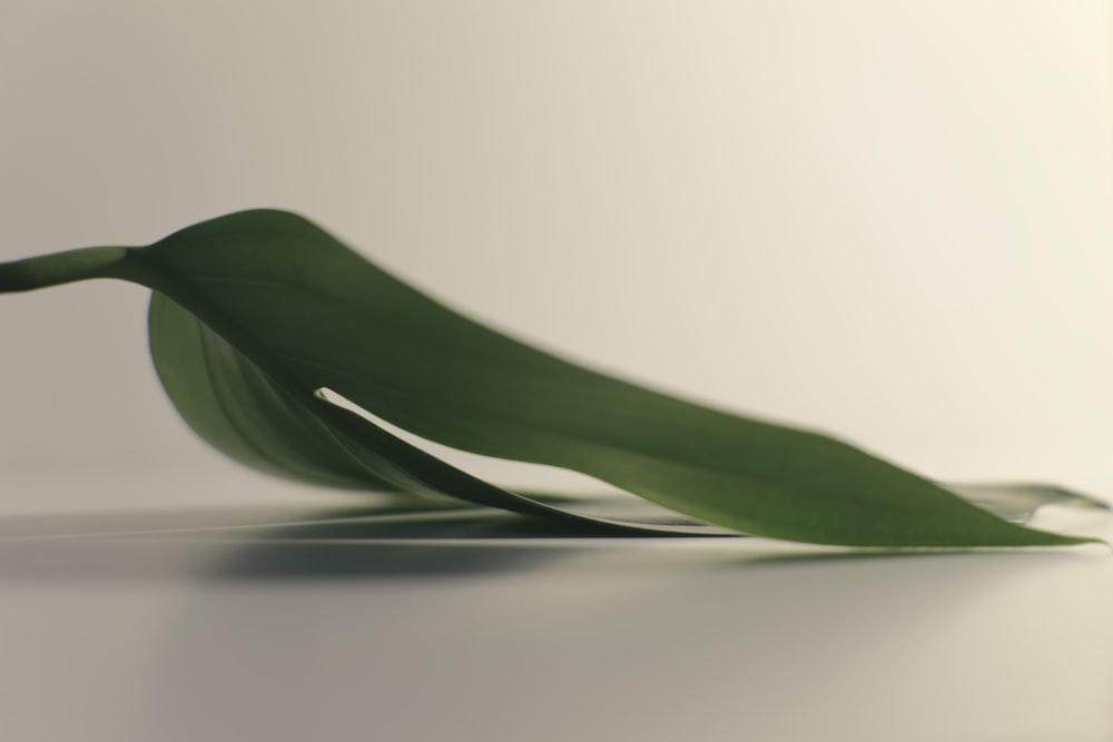 green leaf on white surface