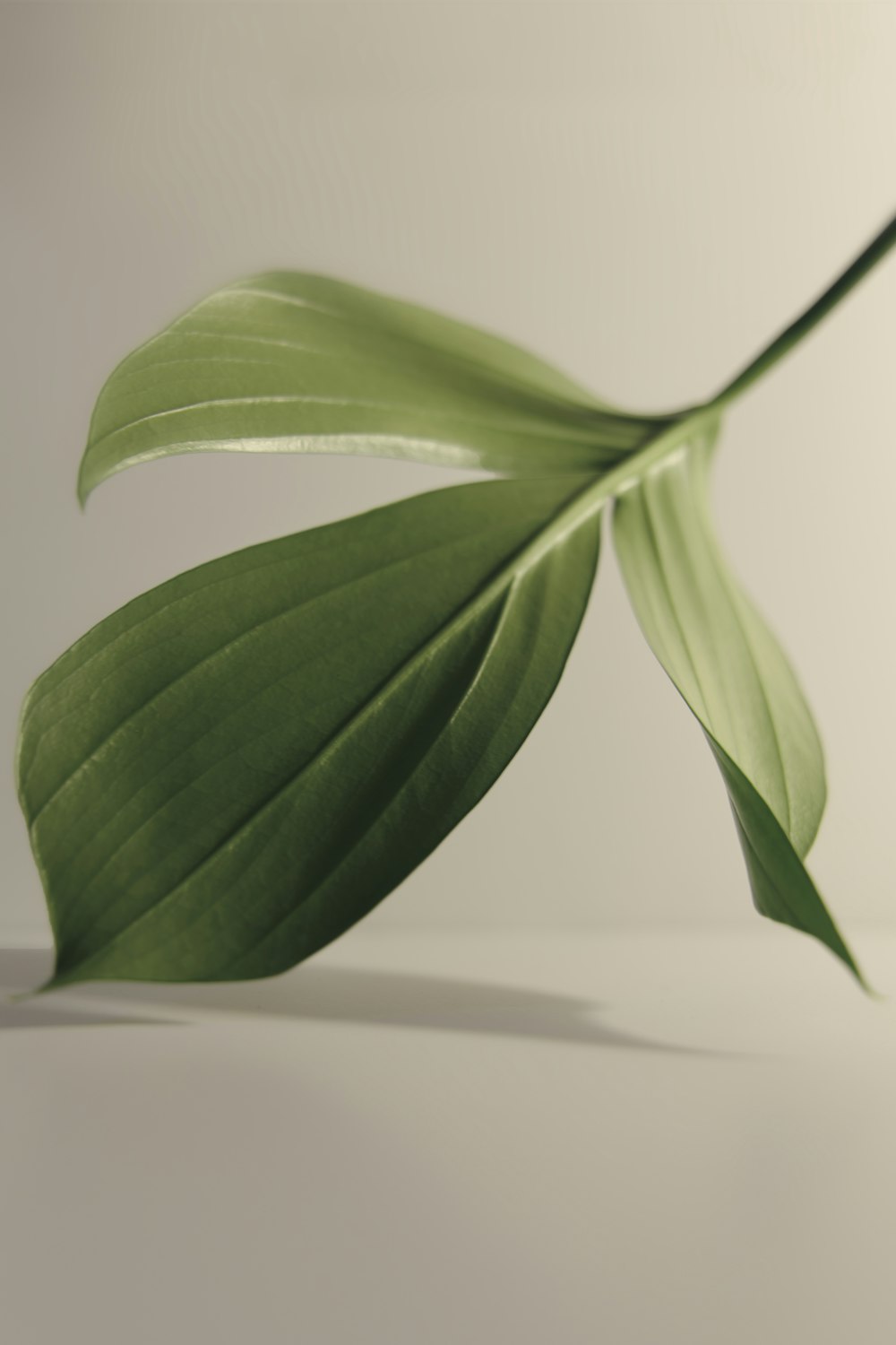 green leaf on white surface