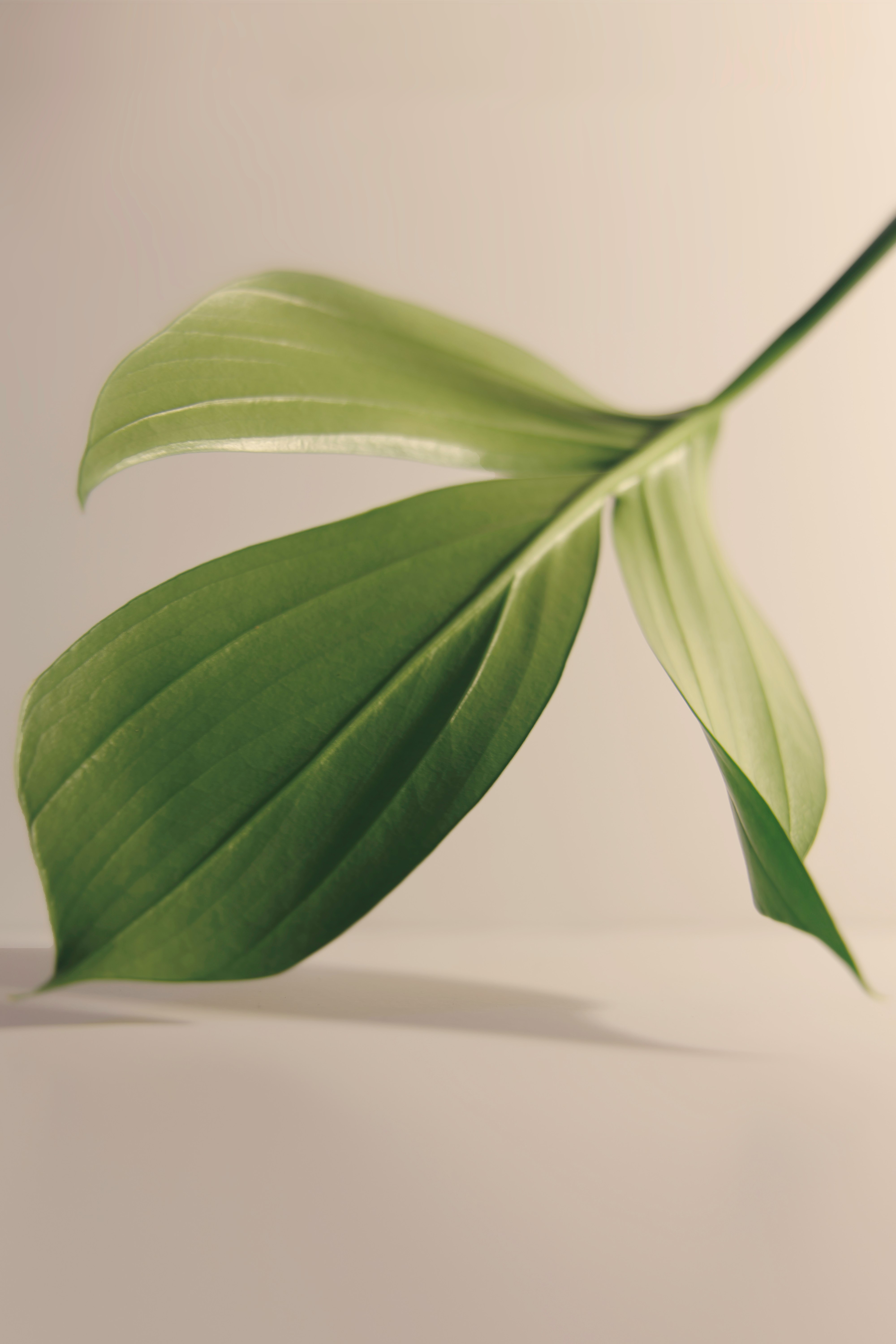 green leaf on white surface