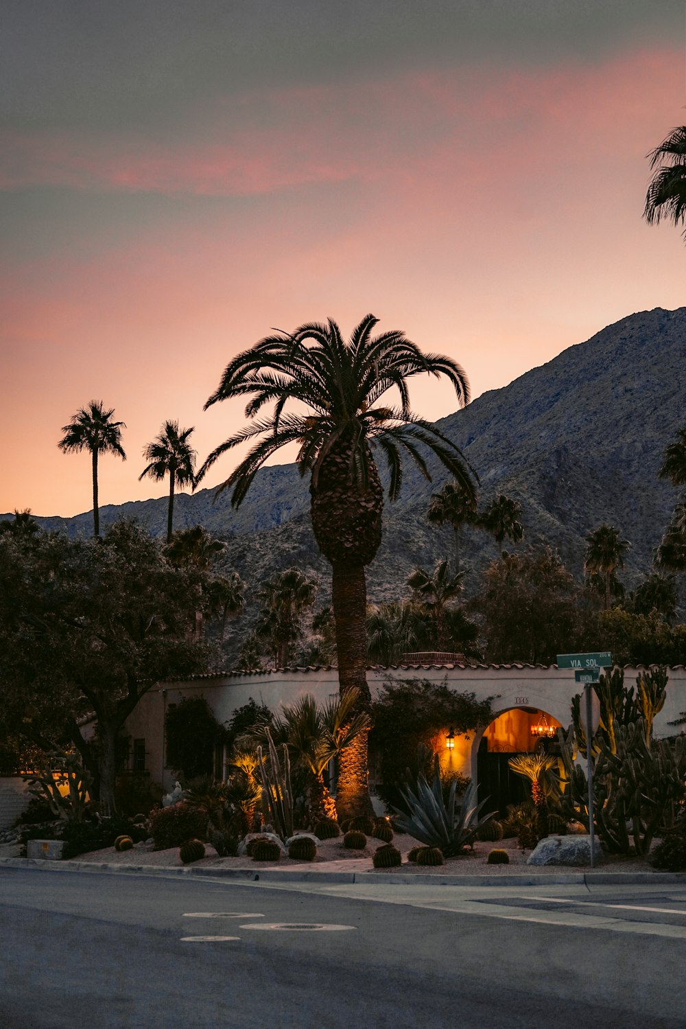 green palm tree near body of water during night time