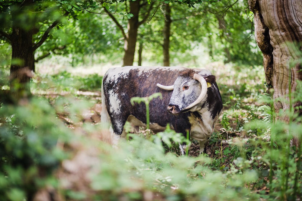 black and white cow on green grass field during daytime