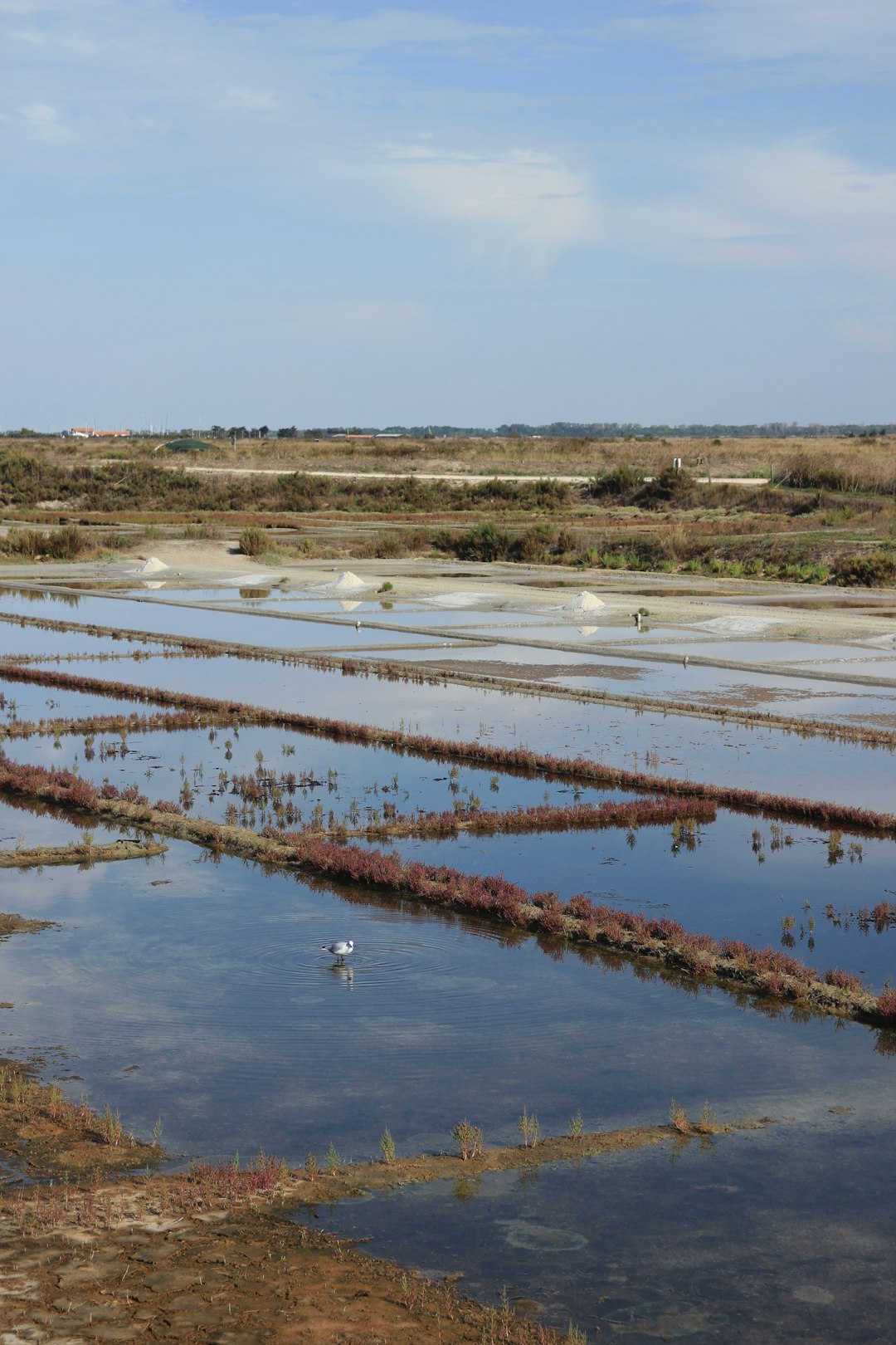 brown grass on body of water during daytime