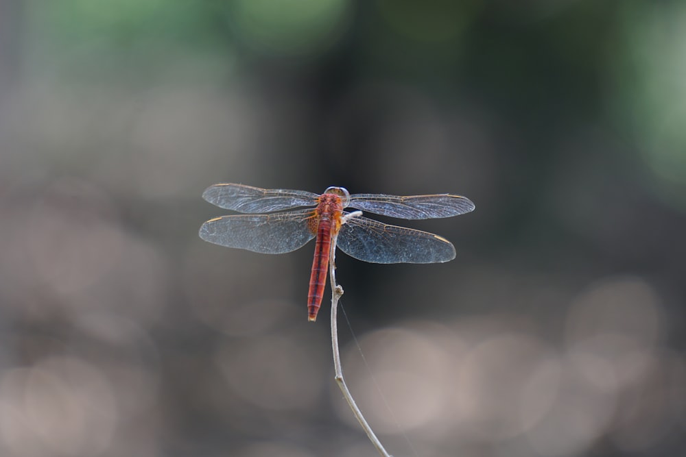 brown and black dragonfly on brown stem in tilt shift lens