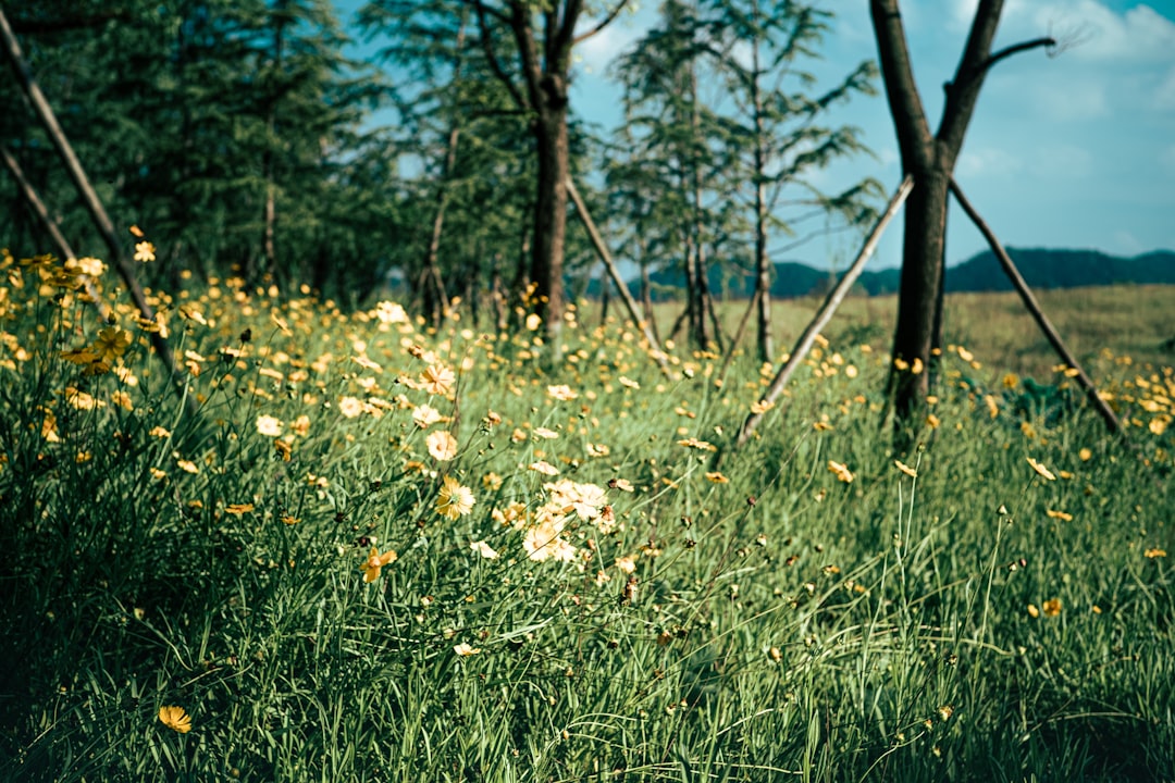 white flowers on green grass field during daytime