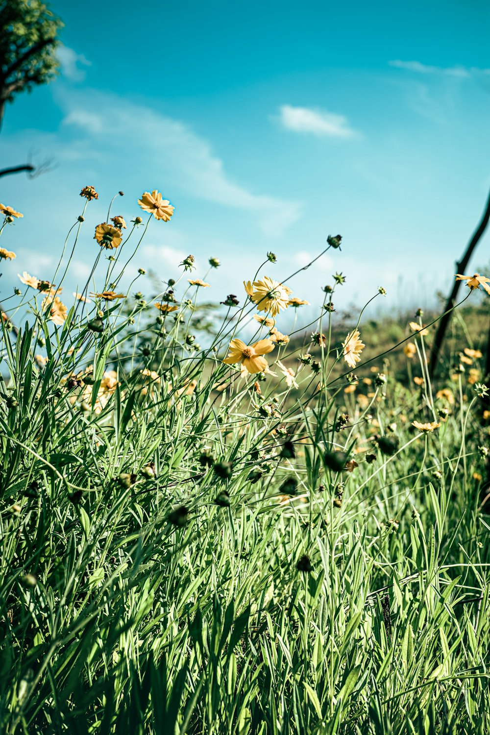 yellow and white flowers on green grass field under blue sky during daytime