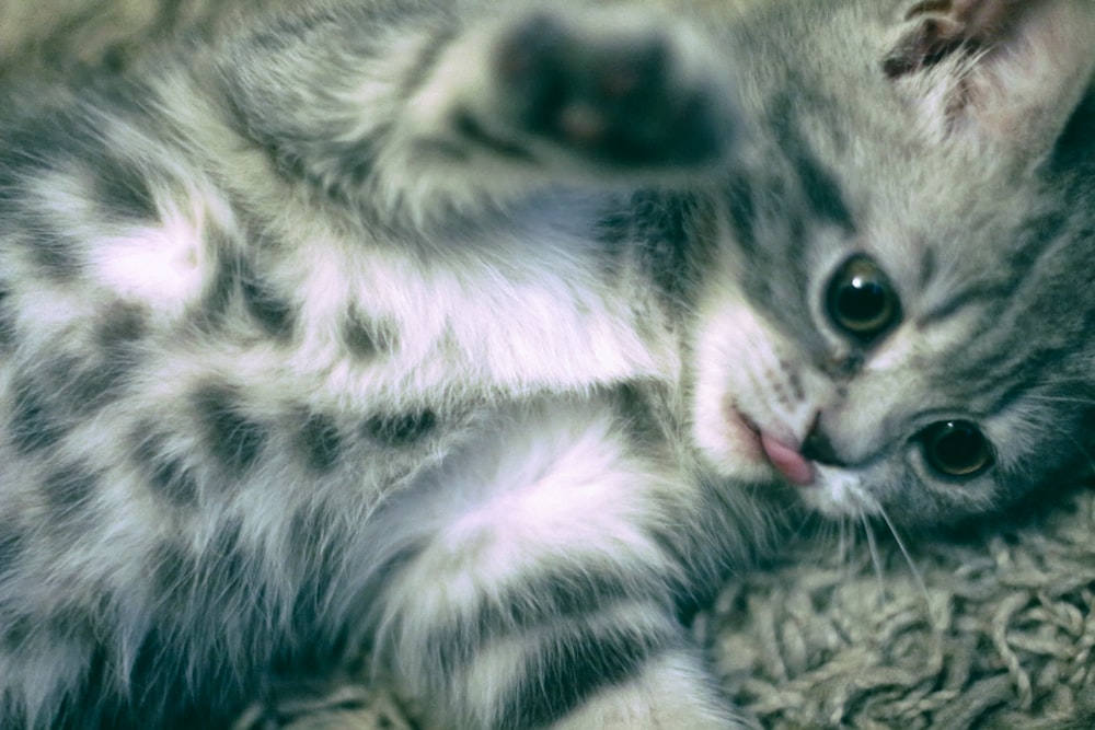 silver tabby kitten lying on brown textile