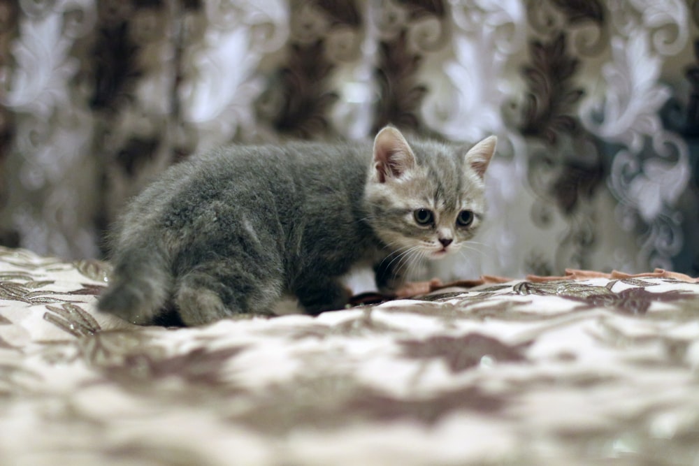 silver tabby cat on brown and white textile
