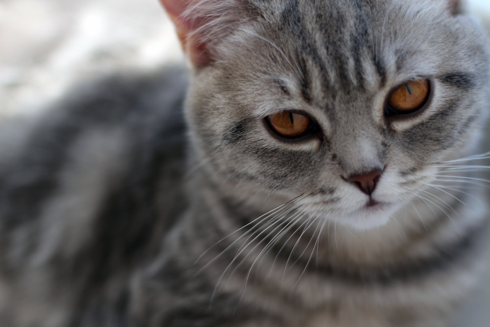 grey and white short fur cat