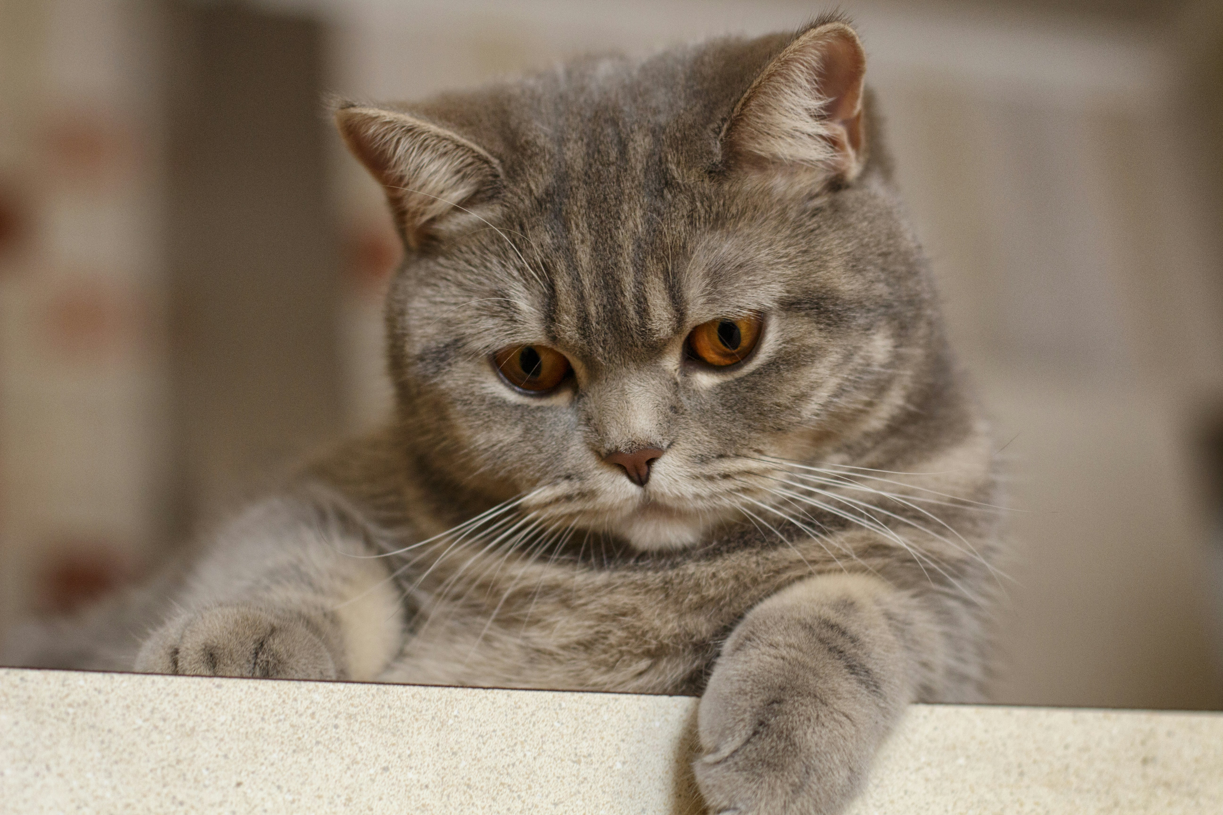 silver and white cat